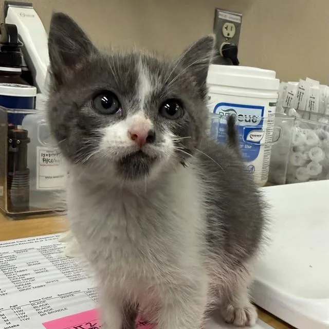 A baby small-sized male Domestic Short Hair cat named Murphy for adoption in Rancho Cucamonga, CA