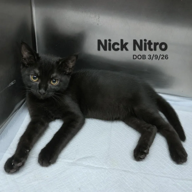 Nick Nitro