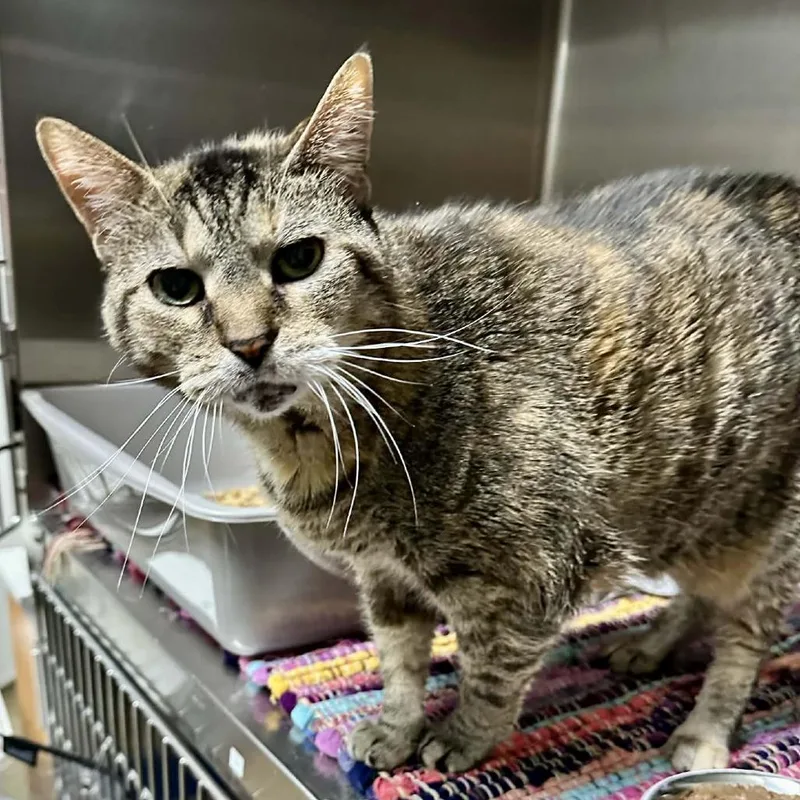 A senior large-sized female Domestic Short Hair cat named Granny Puckett LR for adoption in Union, MO
