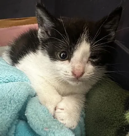 A young small-sized male Domestic Short Hair cat named B Cane for adoption in North Charleston, SC