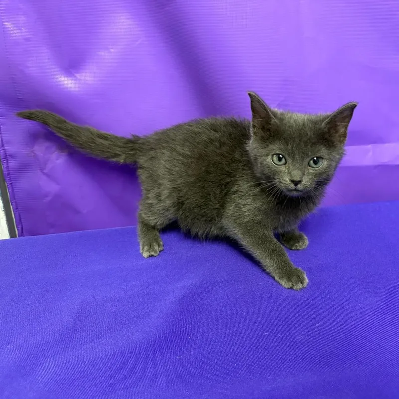 A baby small-sized male Domestic Medium Hair cat named Dee for adoption in North Myrtle Beach, SC