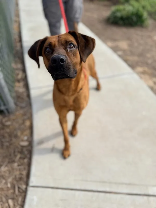 An adult medium-sized male Hound dog named Jeff for adoption in Canton, GA