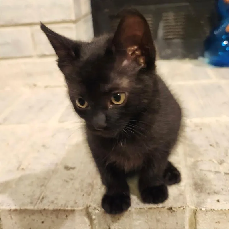 A baby small-sized female Domestic Short Hair cat named Xi Gull for adoption in Cumming, GA