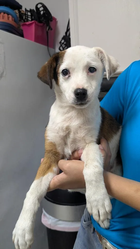 A baby small-sized male Jack Russell Terrier dog named Elvis for adoption in Luling, TX