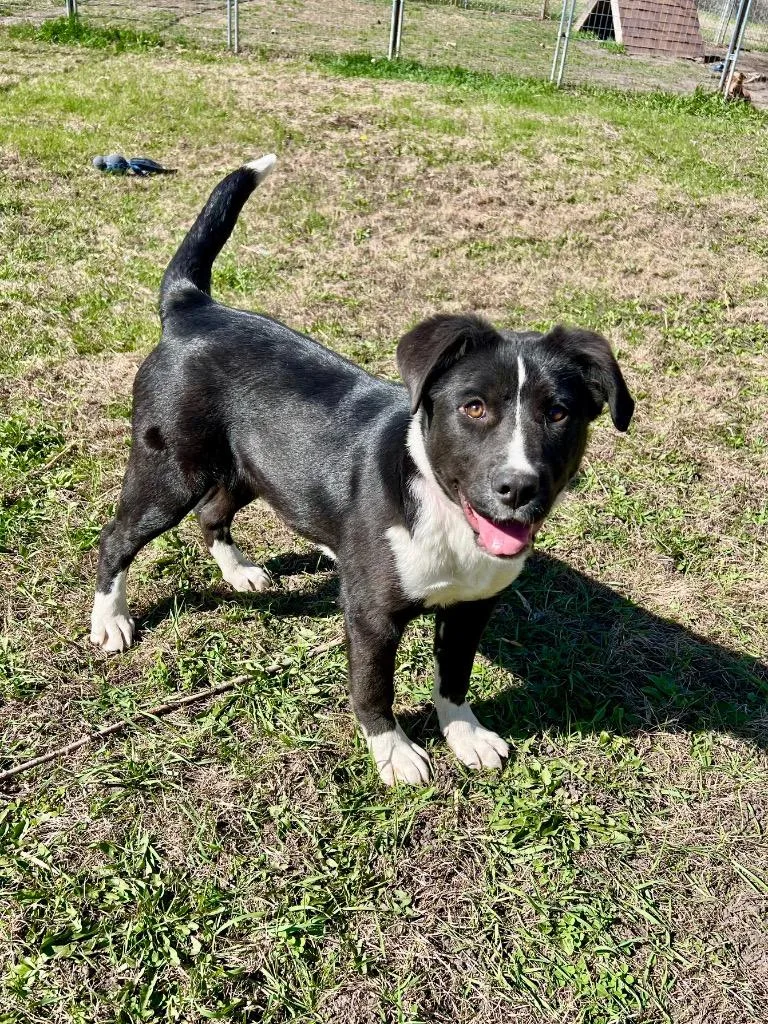 A baby medium-sized female Collie dog named Fiora for adoption in Saint James, MN