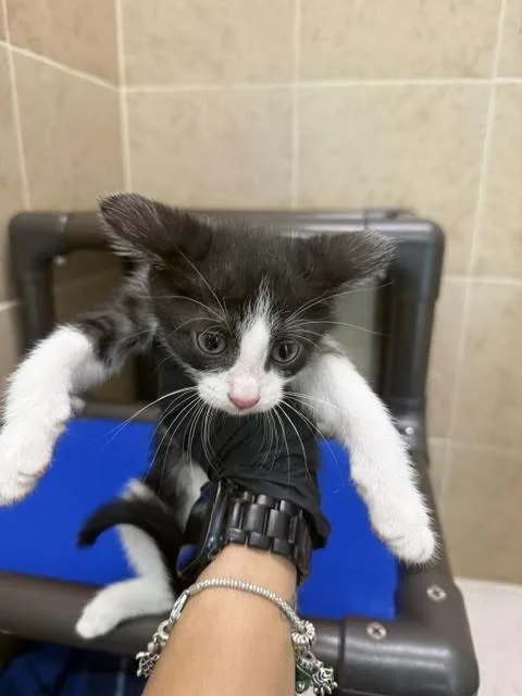 A young medium-sized female White Domestic Short Hair cat named Susan for adoption in Hobbs, NM