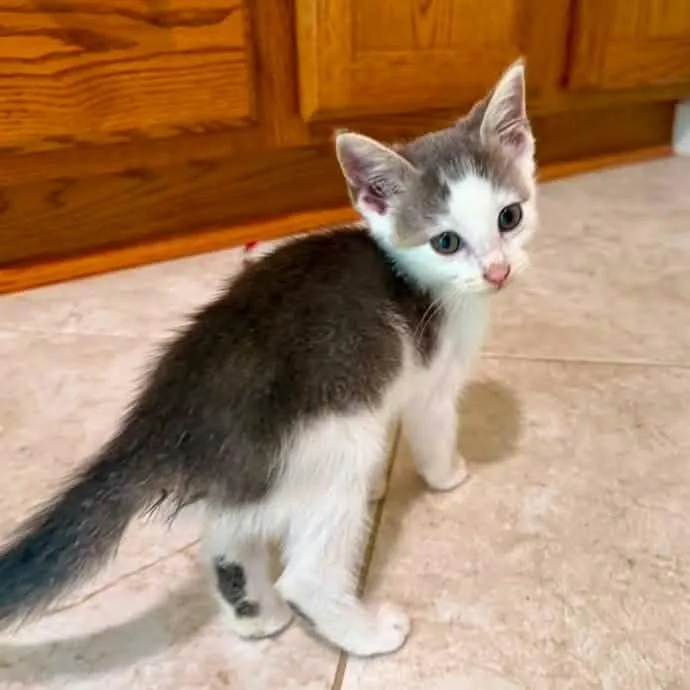 A baby medium-sized female Gray & White Domestic Short Hair cat named Lucille for adoption in Greensboro, NC