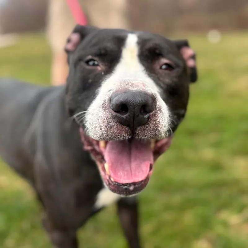 An adult medium-sized female Black Pit Bull Terrier dog named Apple Pie for adoption in York, PA