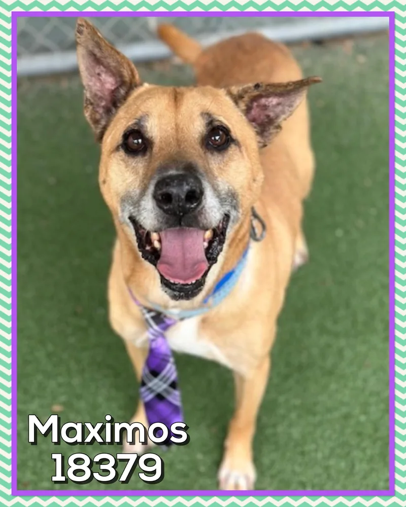 A senior medium-sized male Yellow / Tan / Blond / Fawn Shepherd dog named Maximos for adoption in Marietta, GA