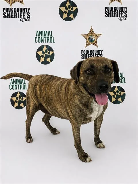 A senior large-sized male American Bulldog dog named Duke for adoption in Winter Haven, FL