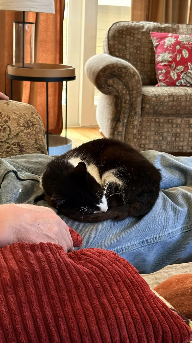 A young medium-sized male Black & White / Tuxedo Domestic Short Hair cat named Monty for adoption in Farmington, MN