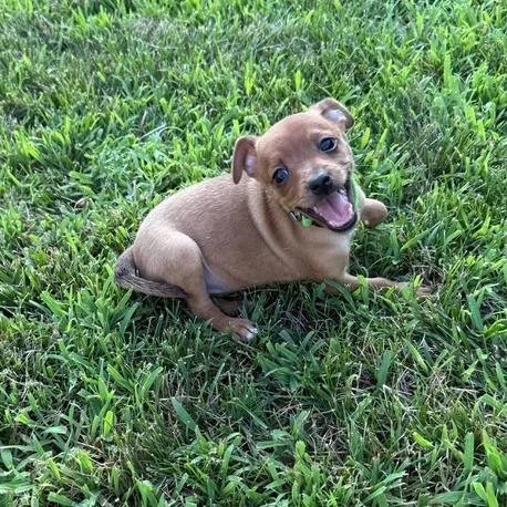 A baby small-sized female Brown / Chocolate Chihuahua dog named Virae for adoption in Fredericksburg, VA