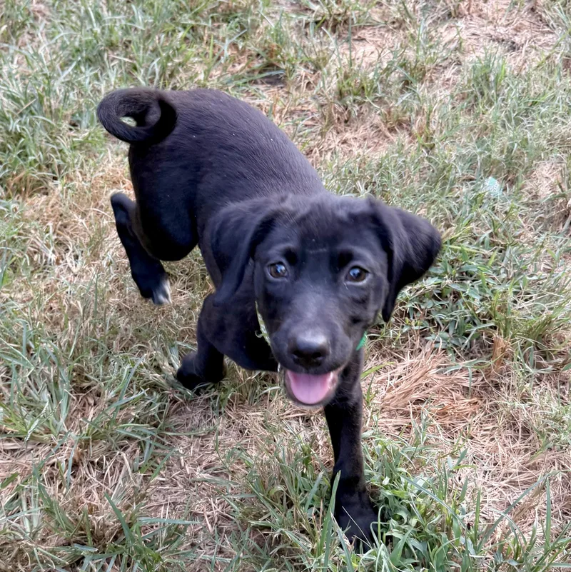 A baby medium-sized male Black Mixed Breed dog named Ezra RRNo Longer Accepting for adoption in South Portland, ME