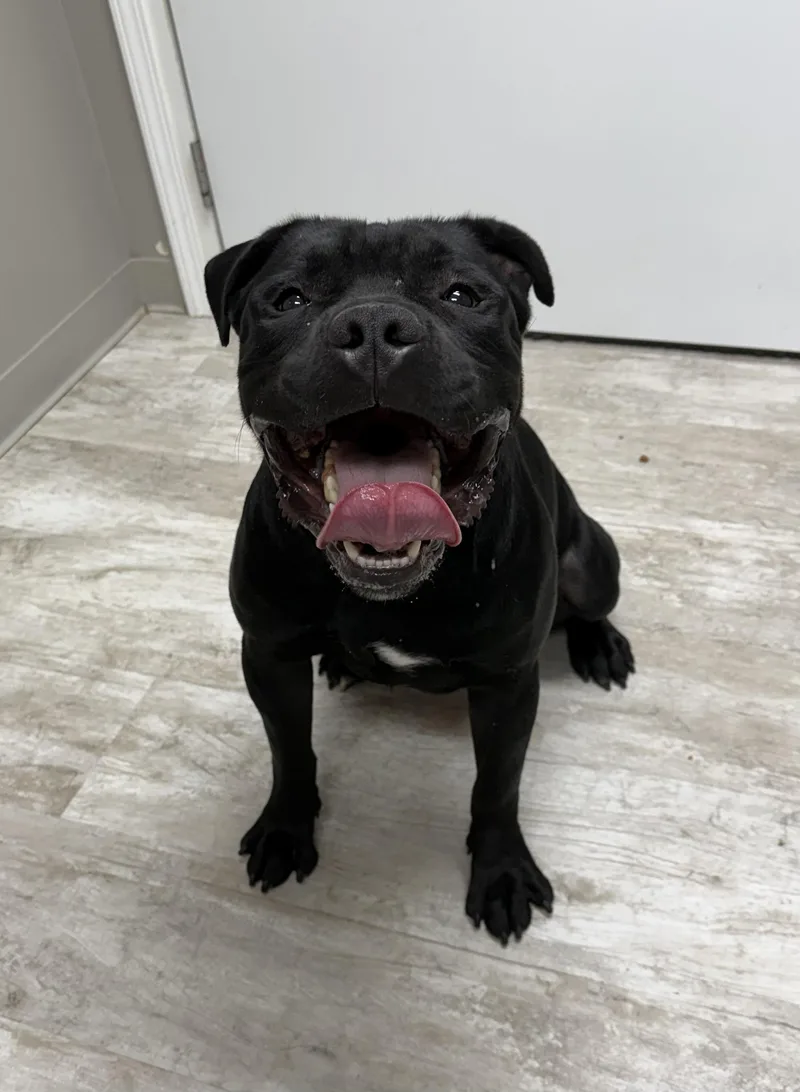 An adult large-sized male Black Pit Bull Terrier dog named Angus for adoption in Urbana, OH
