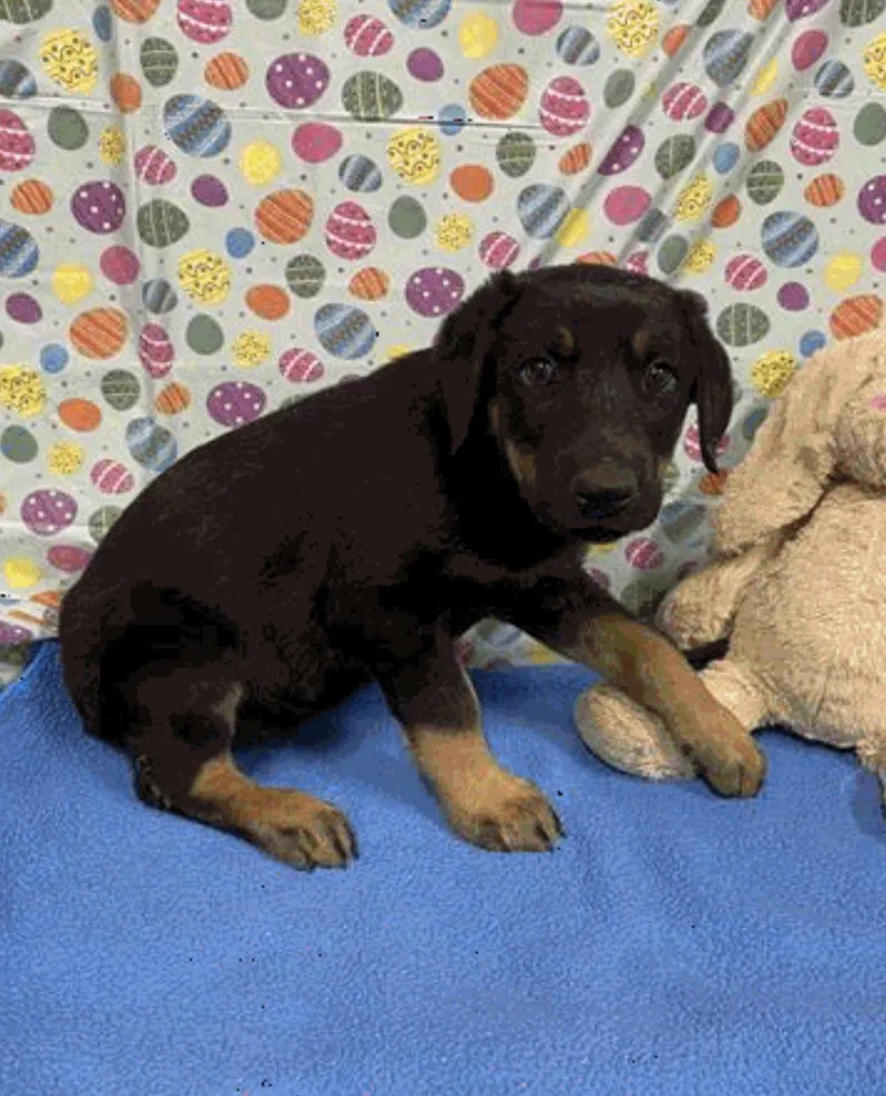 A baby large-sized female Doberman Pinscher dog named Vada for adoption in Bothell, WA