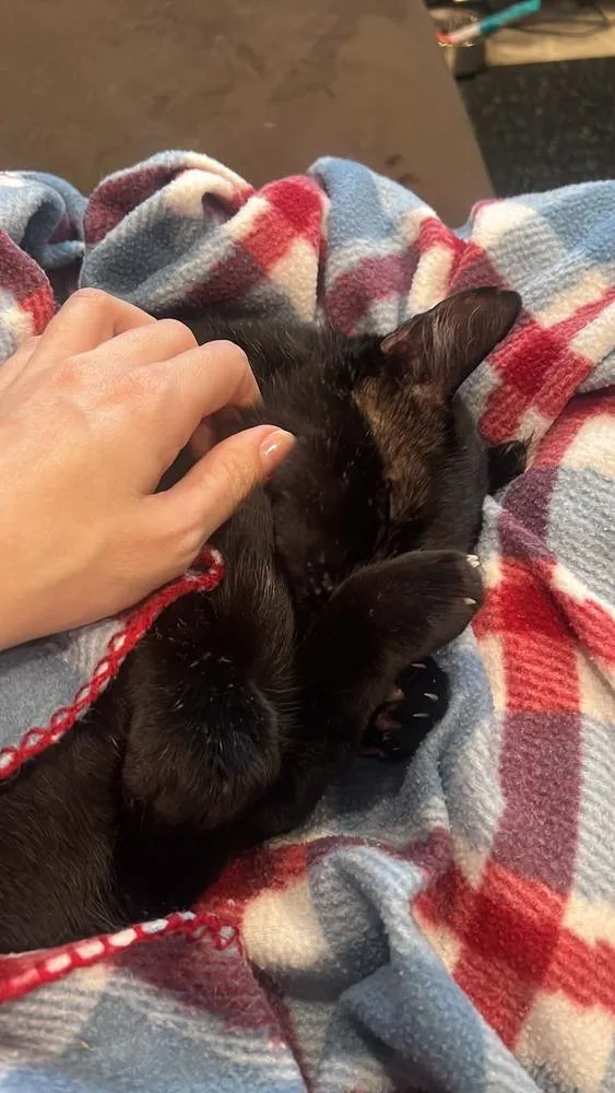 An adult large-sized male Black Domestic Short Hair cat named Captain Cuddles for adoption in tucson, AZ
