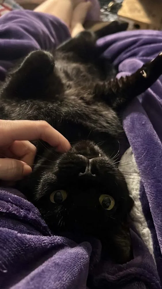 Captain Cuddles thumbnail 5