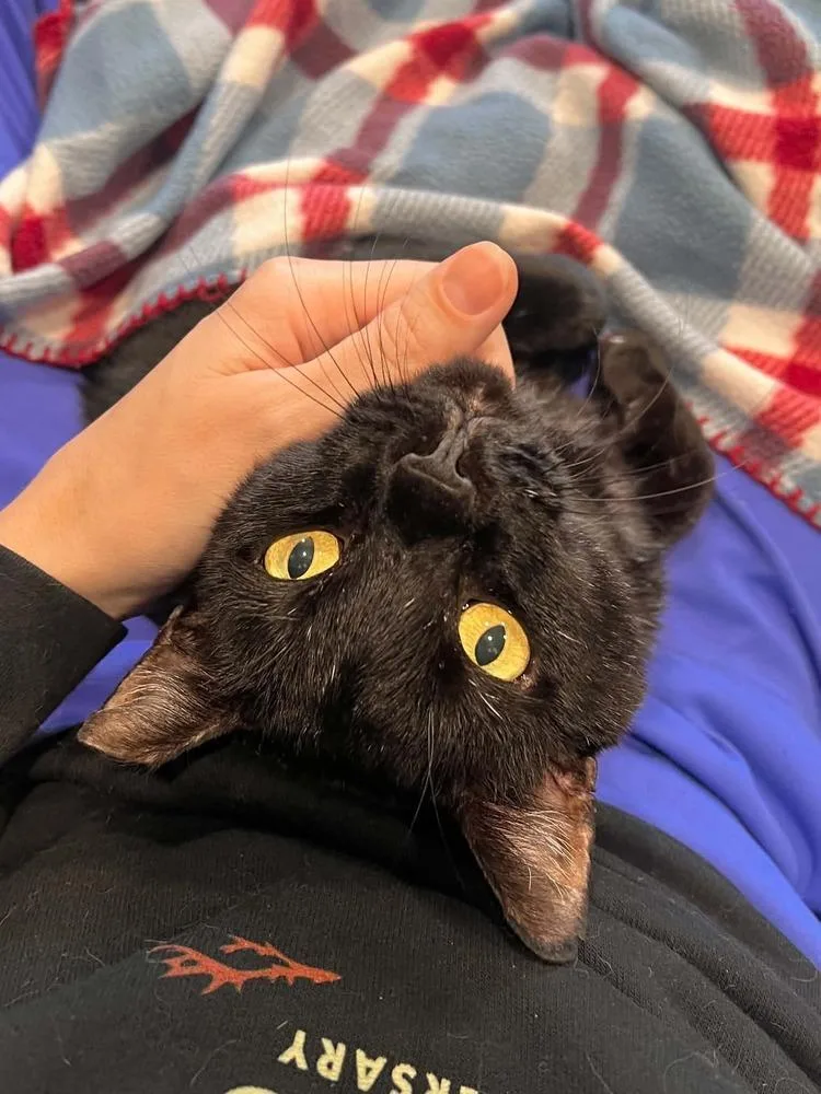 Captain Cuddles thumbnail 6