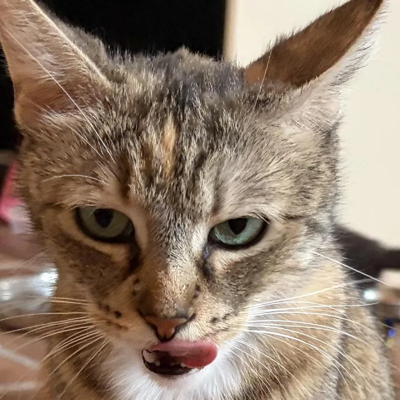 An adult small-sized female Torbie Domestic Short Hair cat named Clementine for adoption in Tustin, CA