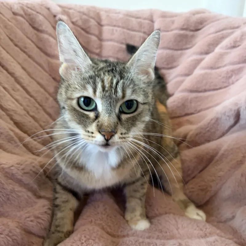 Clementine thumbnail 2