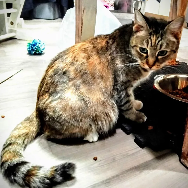 Clementine thumbnail 3