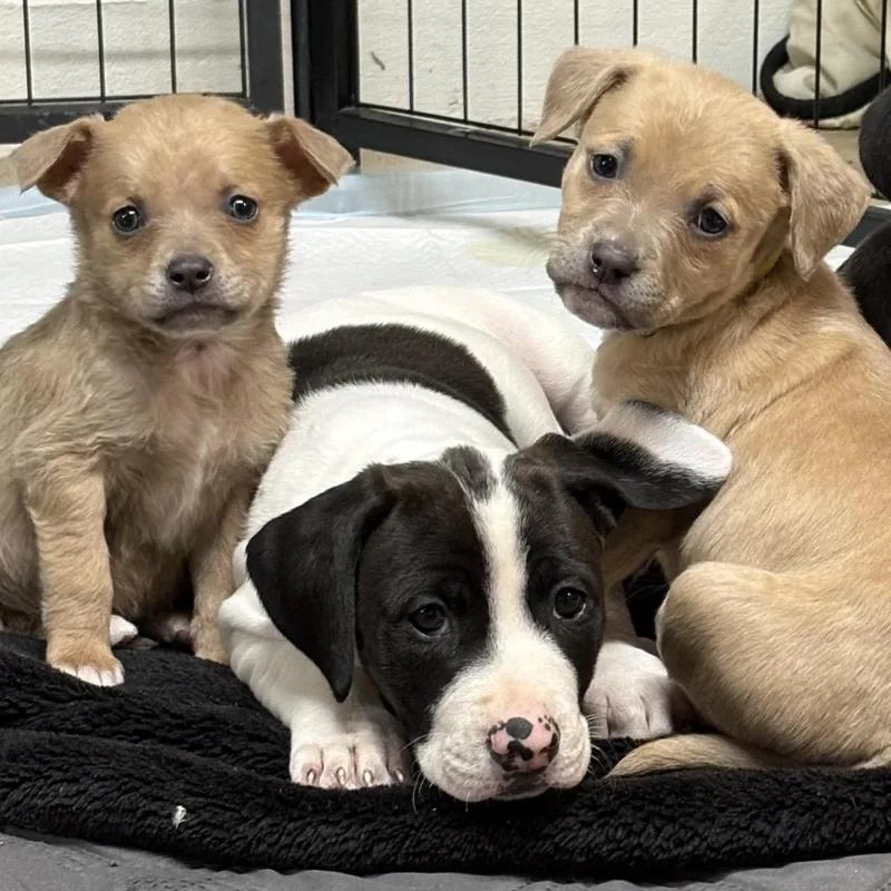 A baby small-sized male Yellow / Tan / Blond / Fawn Mixed Breed dog named Drake for adoption in Farmersville, OH