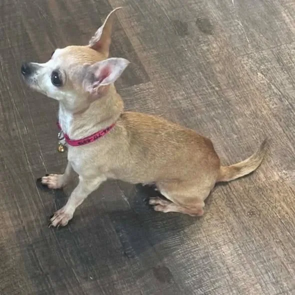 A senior small-sized female Chihuahua dog named Darling Diva for adoption in Bryan, TX