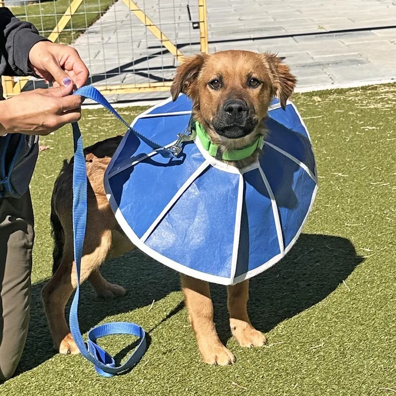 A baby medium-sized male Mixed Breed dog named Toast for adoption in Hailey, ID
