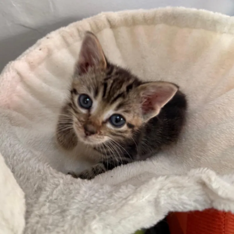 A baby small-sized female Brown / Chocolate Domestic Short Hair cat named Georgia for adoption in Waukesha, WI
