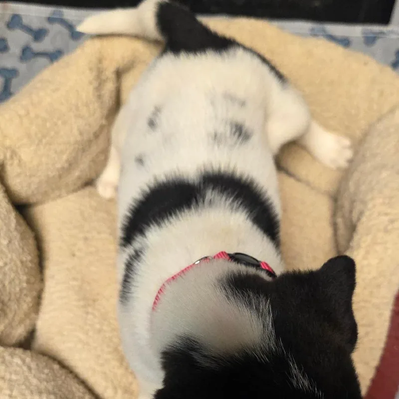 A baby medium-sized female White / Cream Mixed Breed dog named Dottie for adoption in Alexandria, VA