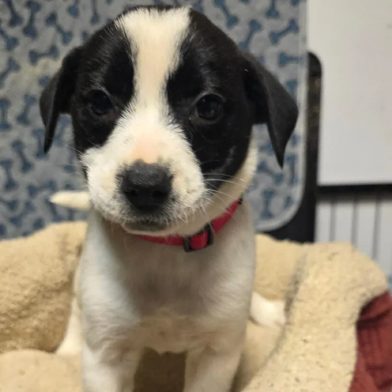 Dottie thumbnail 4