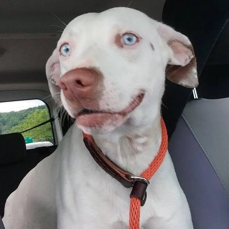 A young medium-sized male White / Cream Mixed Breed dog named Hank for adoption in Washington, PA