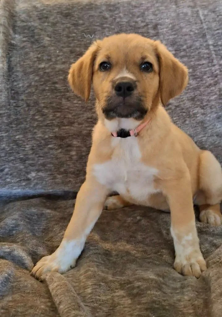 A baby small-sized female Mixed Breed dog named May for adoption in Mesa, AZ