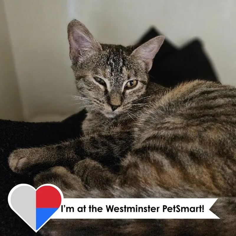 A young medium-sized female Tabby (Gray / Blue / Silver) Domestic Short Hair cat named Britney Spears for adoption in Fort Collins, CO