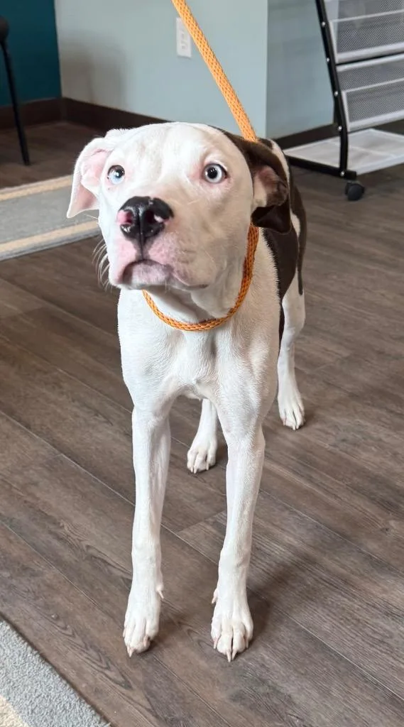 A baby medium-sized female Mixed Breed dog named Dior for adoption in Greencastle, IN
