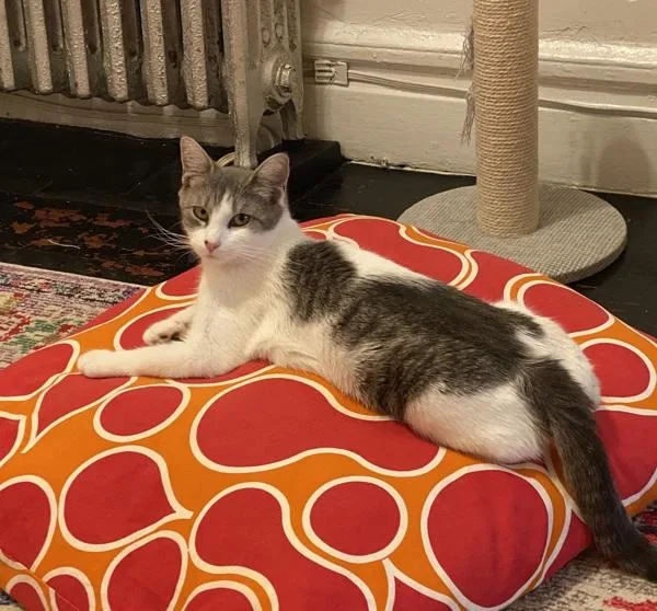 A young medium-sized female Domestic Short Hair cat named Sunny D for adoption in New York, NY
