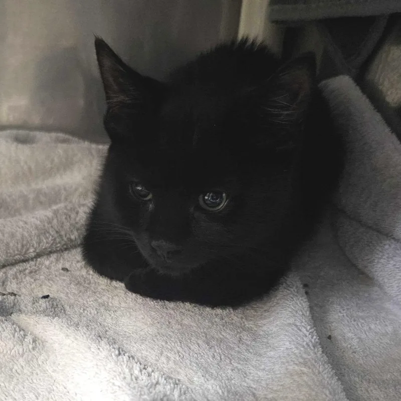A baby small-sized male Black Domestic Short Hair cat named Simba for adoption in Dover, NH