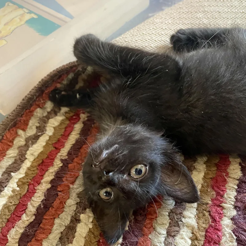 A baby medium-sized female Domestic Medium Hair cat named Polly for adoption in Austin, TX