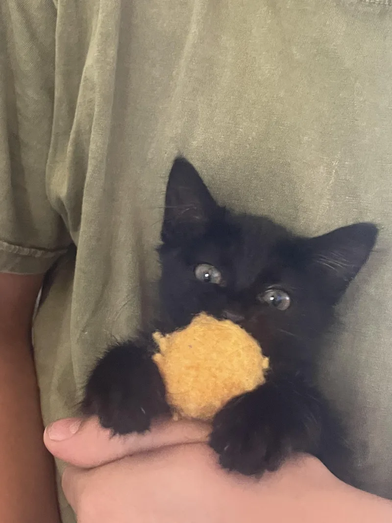 Polly thumbnail 3
