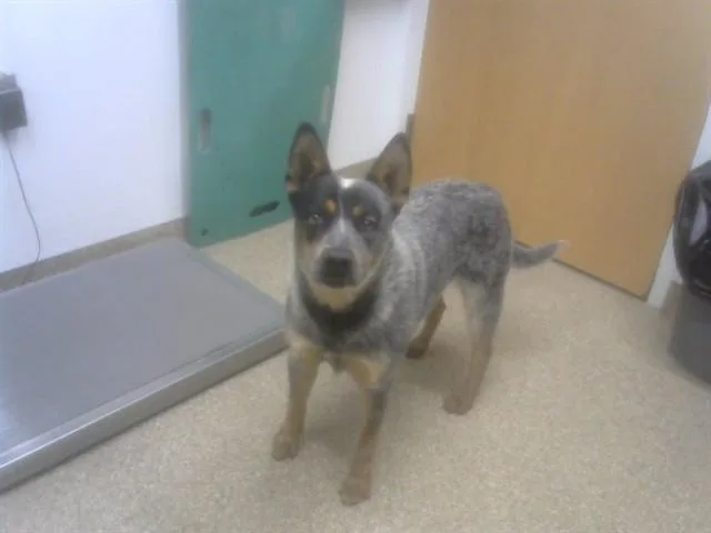 Bluey