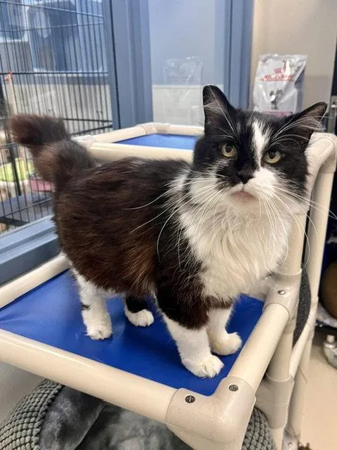 A senior medium-sized female Black & White / Tuxedo Domestic Long Hair cat named Samantha for adoption in Webster, WI