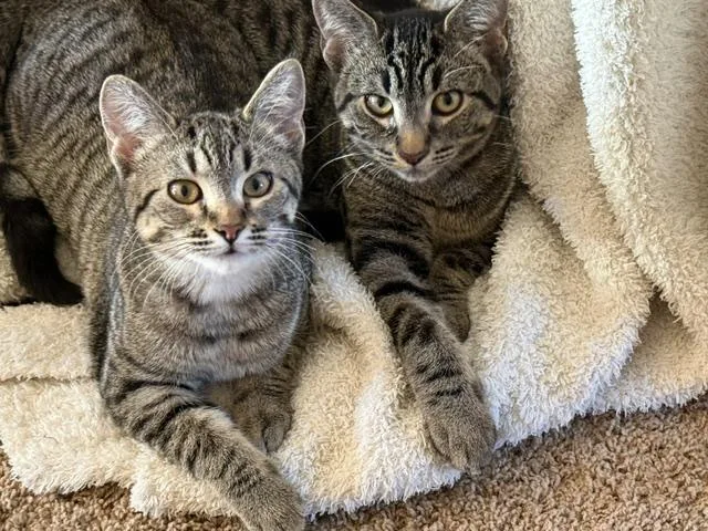 A baby medium-sized female Domestic Short Hair cat named Gerdi for adoption in Farmington, MN