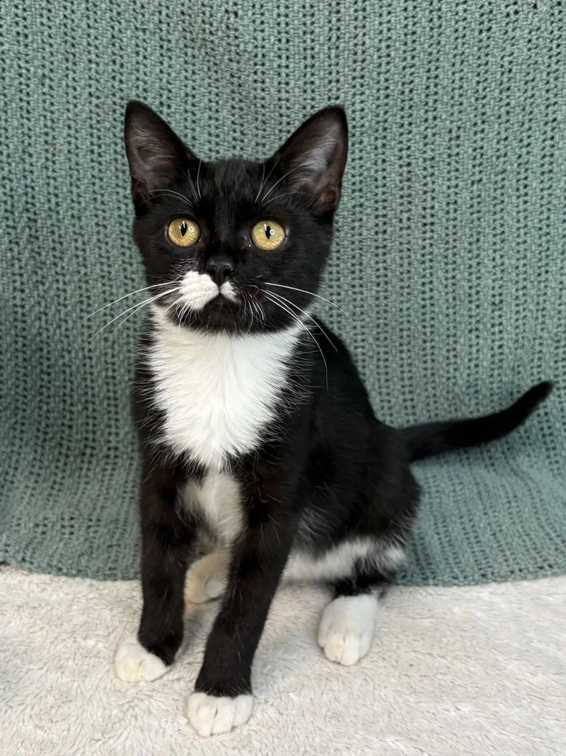 A baby medium-sized male Black & White / Tuxedo Domestic Short Hair cat named Spider for adoption in Wetumpka, AL