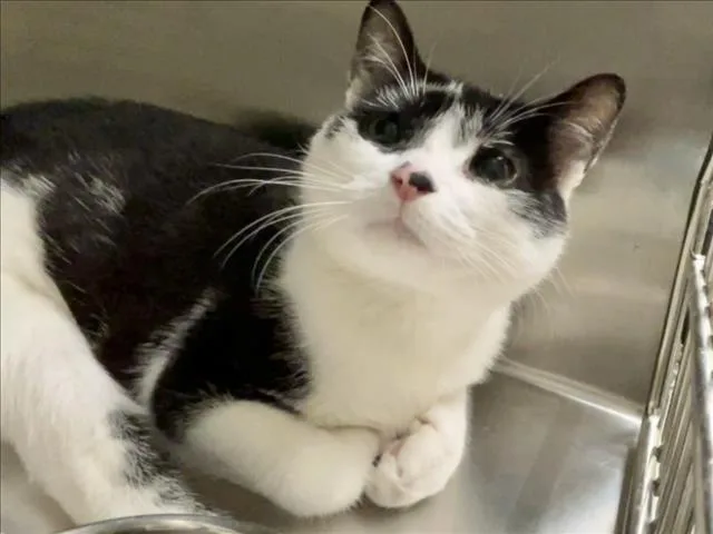 A young small-sized male Domestic Short Hair cat named Jarvy for adoption in Chapel Hill, NC