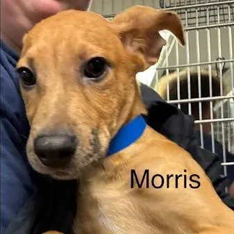 A baby medium-sized male Yellow / Tan / Blond / Fawn Mixed Breed dog named Morris for adoption in Knoxville, TN
