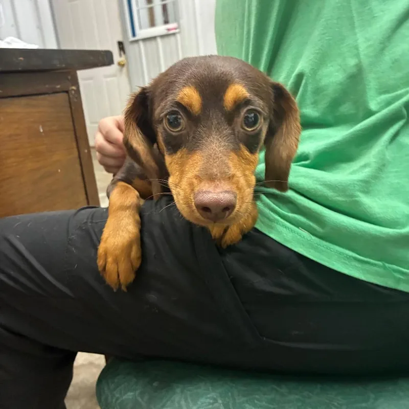An adult small-sized male Dachshund dog named Limu Emu for adoption in Corbin, KY