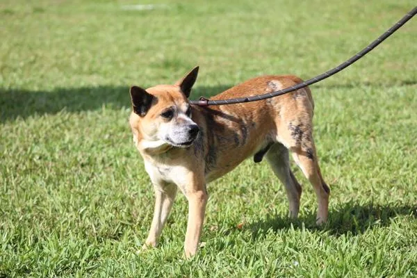 An adult medium-sized male Mixed Breed dog named Ito for adoption in Melbourne, FL