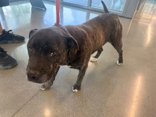 A young medium-sized male Pit Bull Terrier dog named Ollie for adoption in San Martin, CA
