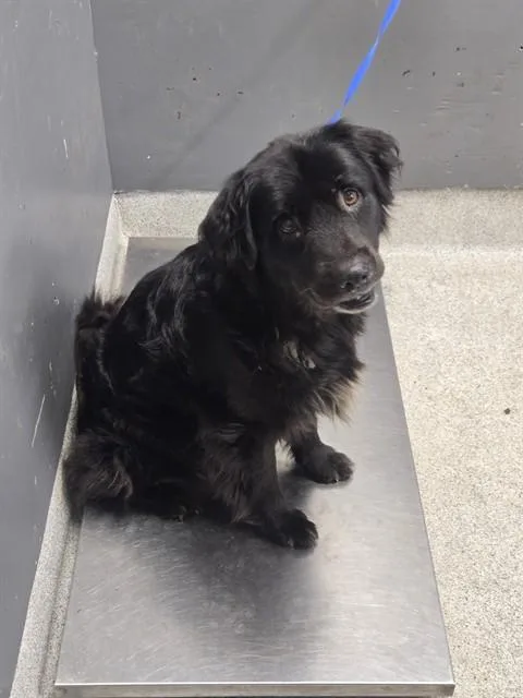 An adult large-sized male Flat-Coated Retriever dog named Blake for adoption in Tallahassee, FL