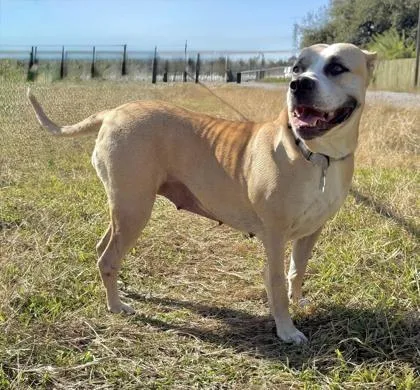 An adult medium-sized female White / Cream Mixed Breed dog named Wynn for adoption in Houston, TX